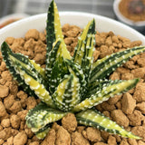Haworthia Hard Leaf Pumila Donut Variegated
