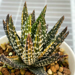 Haworthia Hard Lead Pumila Donut Variegated