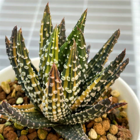 Haworthia Hard Lead Pumila Donut Variegated