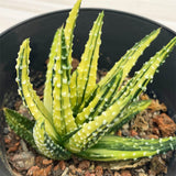 Haworthia Hard Leaf Pumila Donut Variegated