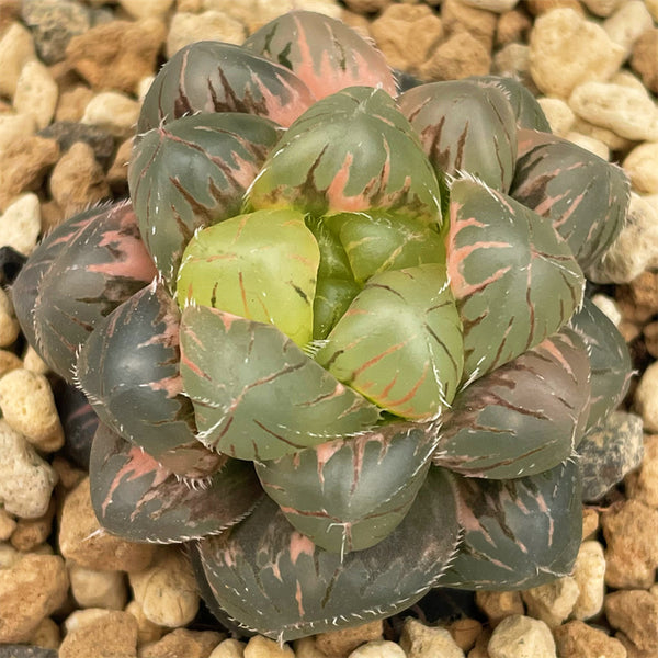 PurpleLensVariegated_600x600.