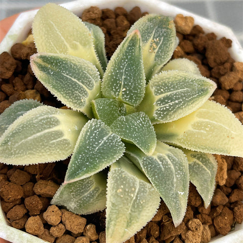 Haworthia Blue Pygmaea RV Reverse Variegated