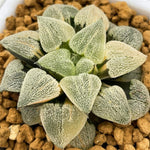 Haworthia Pygmaea Hagiwara Variegated