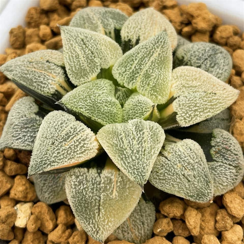 Haworthia Pygmaea Hagiwara Variegated