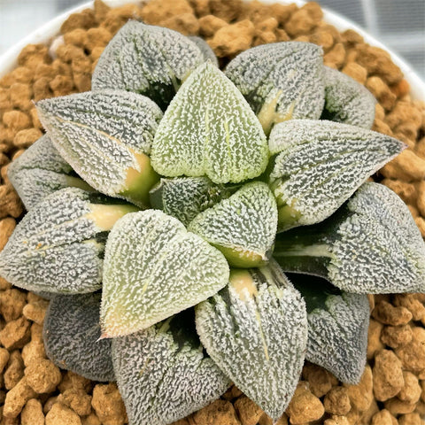 Haworthia Pygmaea Hagiwara Variegated