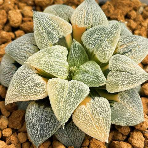 Haworthia Pygmaea Hagiwara Variegated