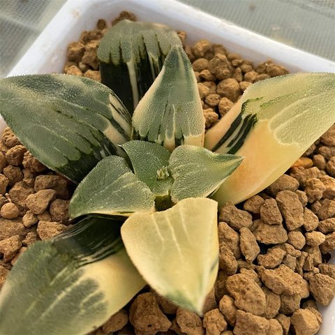 Haworthia Wide Leaf Pygmaea Variegated
