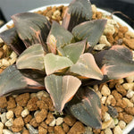 Haworthia Pygmaea Variegated