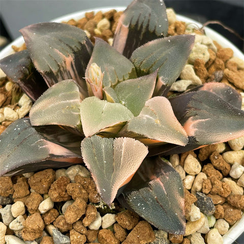 Haworthia Pygmaea Variegated