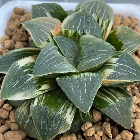 Haworthia Pygmaea Hybrid 'Amber' Variegated