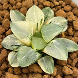 Haworthia Correcta Quartz Variegated