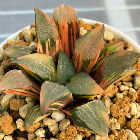 Haworthia Correcta Scarlet Ibis Variegated