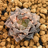 Haworthia Red Stone Variegated