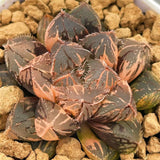 Haworthia Radiant Beauty Variegated