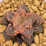 Haworthia Radiant Beauty Variegated