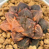 Haworthia Radiant Beauty Variegated