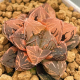 Haworthia Radiant Beauty Variegated