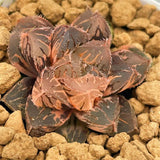 Haworthia Radiant Beauty Variegated