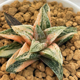 Haworthia RAINBOW Variegated