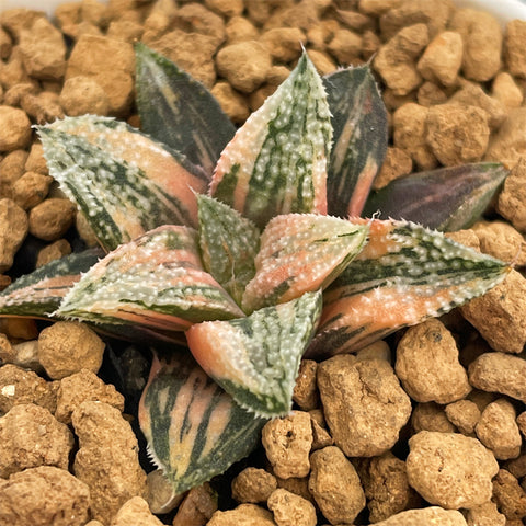 Haworthia Wimii 'Rainbow' Variegated