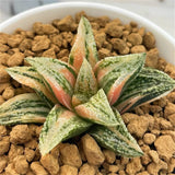 Haworthia RAINBOW Variegated