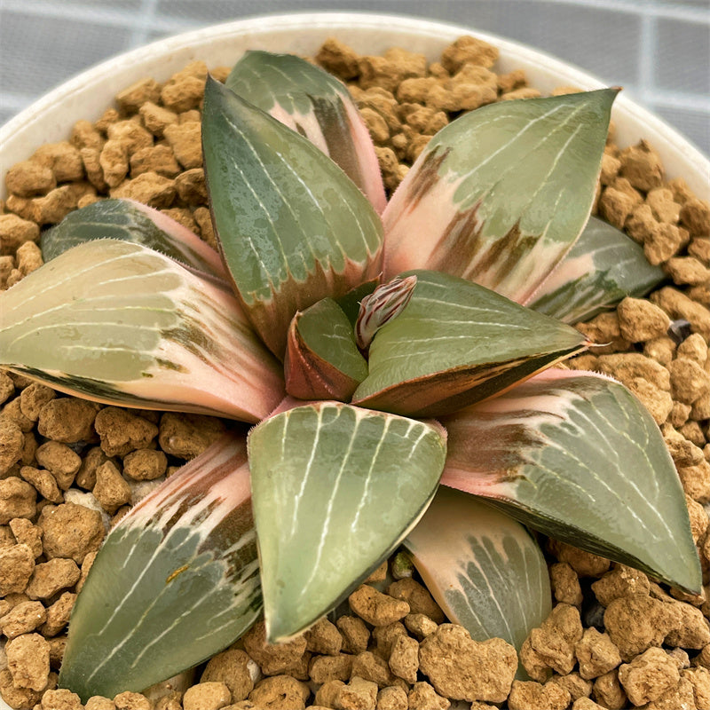 Variegated – Page 24 – ChinaHaworthia Variegated – Page 24 – ChinaHaworthia