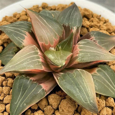 Haworthia Ray Sands Variegated