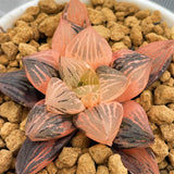 Haworthia Red Flame Variegated small size