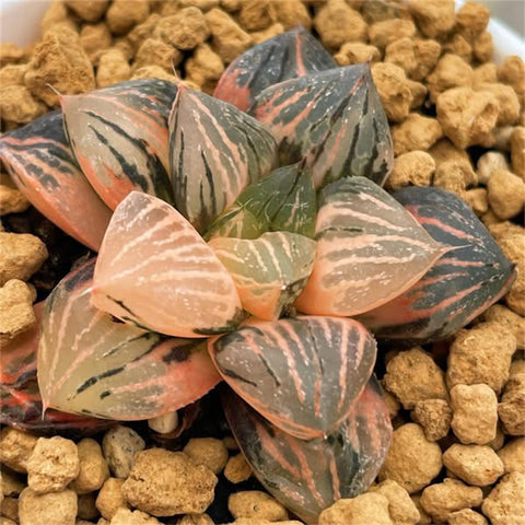 Haworthia Red Flame Variegated