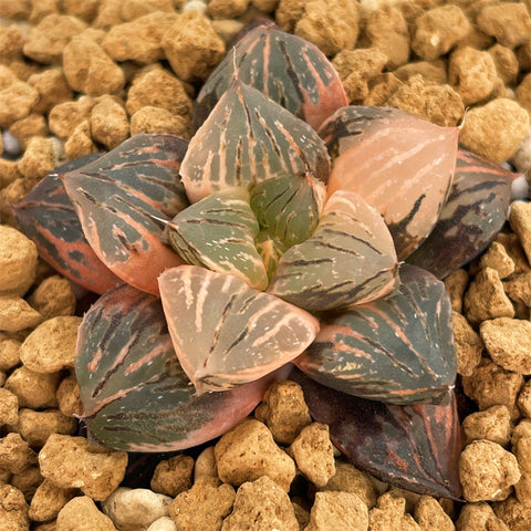 Haworthia Red Flame Variegated small size