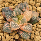 Haworthia Red Flame Variegated small size
