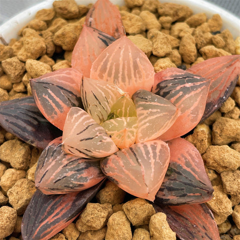 Haworthia Red Flame Variegated small size
