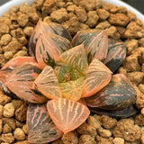 Haworthia Red Flame Variegated