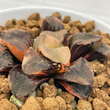 Haworthia RED KING Variegated