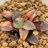 Haworthia RED KING Variegated