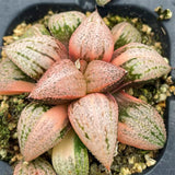 Haworthia Red Picta Variegated