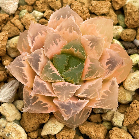 Haworthia Red Stone Reverse Variegated