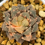 Haworthia Red Stone Variegated