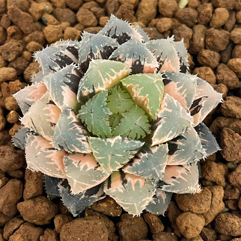 Variegated – Page 4 – ChinaHaworthia