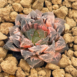 Haworthia Red Stone Variegated