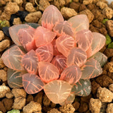 Haworthia Obtusa Red Sun Reverse Variegated