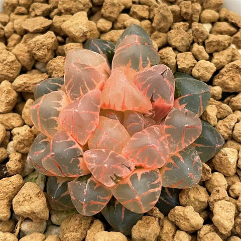 Haworthia Obtusa Red Sun Reverse Variegated