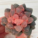 Haworthia Obtusa Red Sun Reverse Variegated