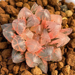Haworthia Obtusa Red Sun Variegated