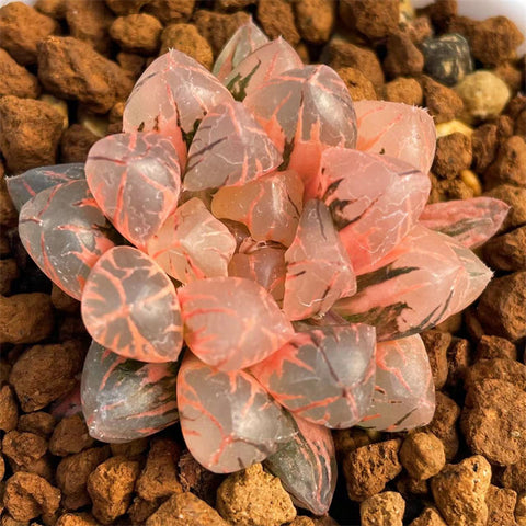 Haworthia Obtusa Red Sun Variegated