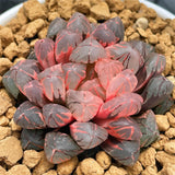 Haworthia Obtusa Red Sun Variegated