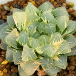 Haworthia Remaining Snowball Dew Variegated Mother Plant