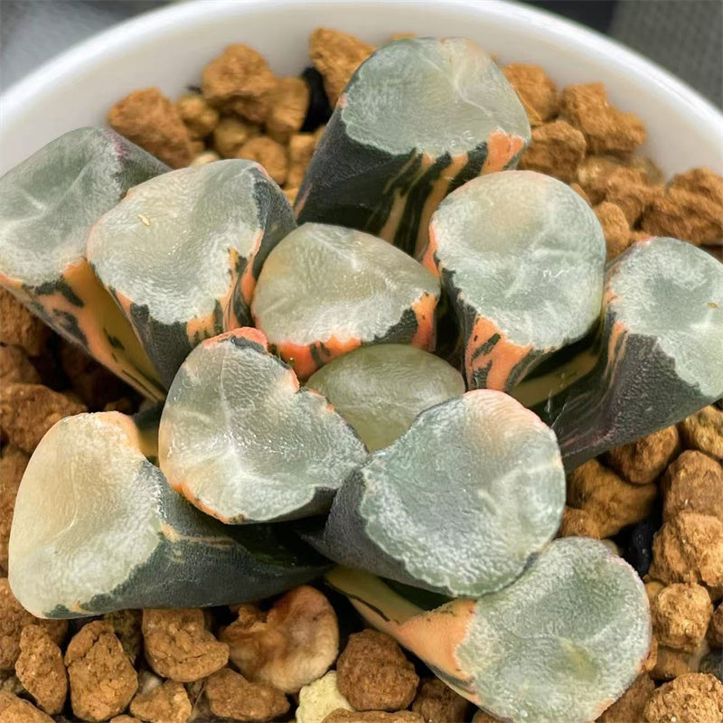 Variegated – Page 22 – ChinaHaworthia