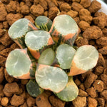Haworthia Maughanii Remaining Snowball Dew Variegated