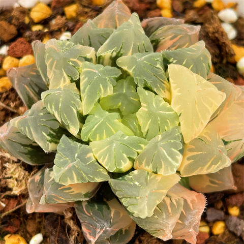 Haworthia Cooperi Variegated 'Kogata' 'Remaining Snowball Dew'